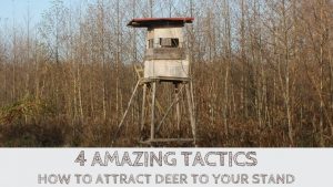 Read more about the article How to Attract Deer to Your Stand (4 Amazing Tactics)
