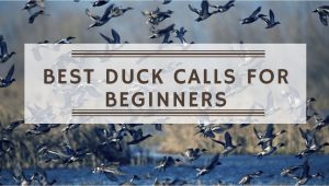 Read more about the article Best Duck Calls for Beginners