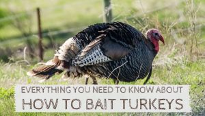 Read more about the article How to Bait Turkeys Like A Pro (Using Tools, Decoys and Calls)