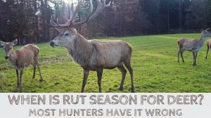 Read more about the article When is Rut Season for Deer? Most Hunters Have It Wrong