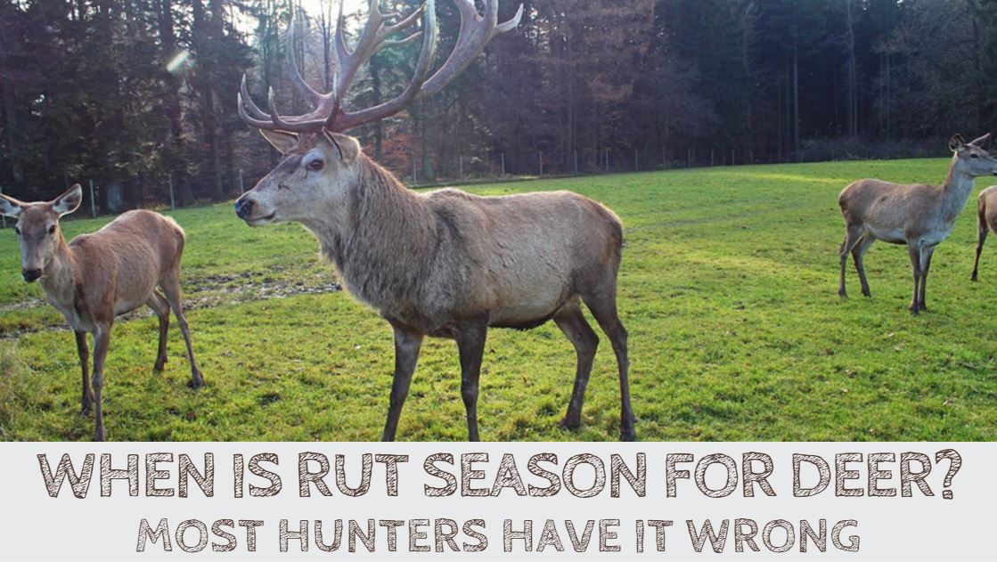 You are currently viewing When is Rut Season for Deer? Most Hunters Have It Wrong