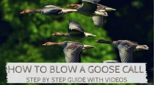 Read more about the article How to Blow a Goose Call – Step by Step Guide and Videos