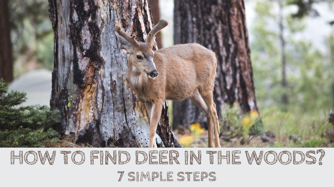 You are currently viewing How to Find Deer in the Woods (7 Simple Steps)