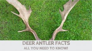 Read more about the article Deer Antler Facts
