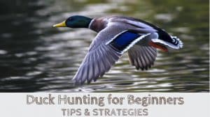 Read more about the article Duck Hunting for Beginners (TIPS & STRATEGIES)