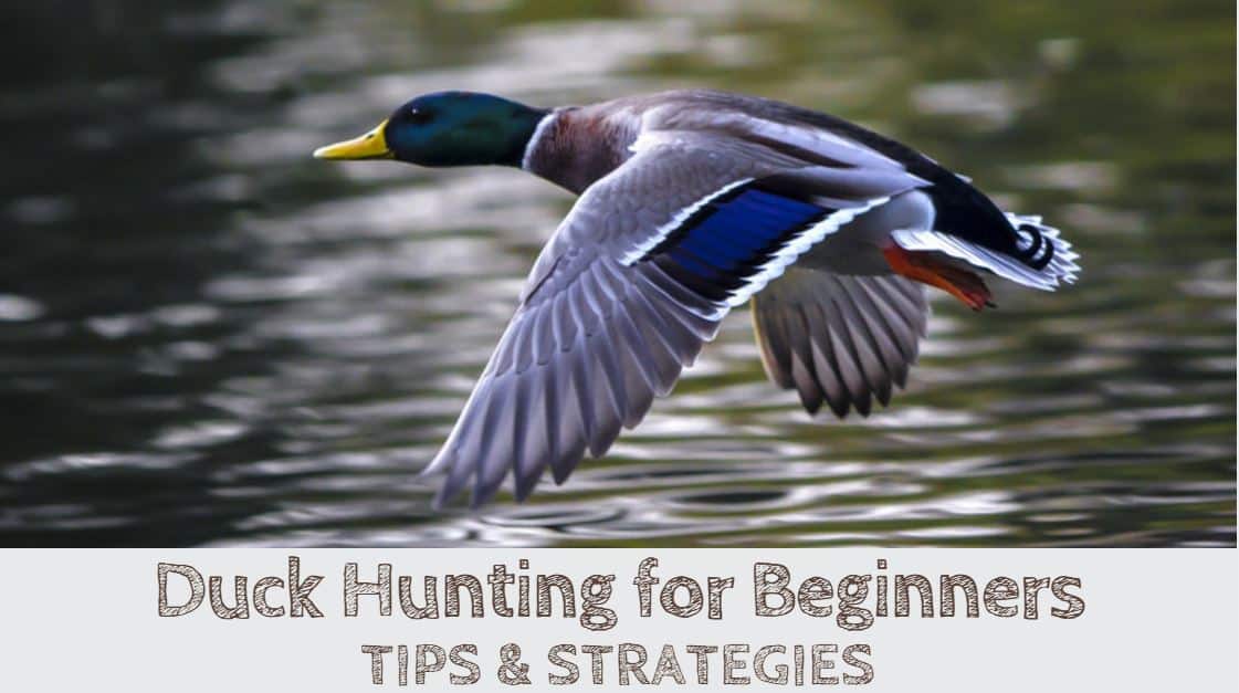 You are currently viewing Duck Hunting for Beginners (TIPS & STRATEGIES)