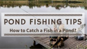 Read more about the article Pond Fishing Tips – How to Catch a Fish in a Pond