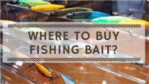 Read more about the article Where to Buy Fishing Bait? Guide to Buy Bait for Fishing