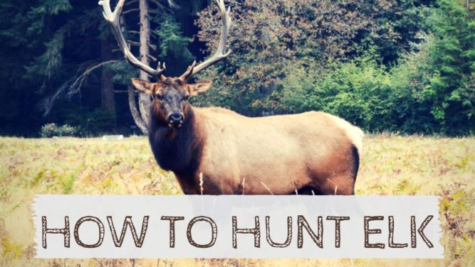 How to Hunt Elk