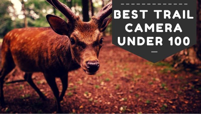 Best Trail Camera Under 100