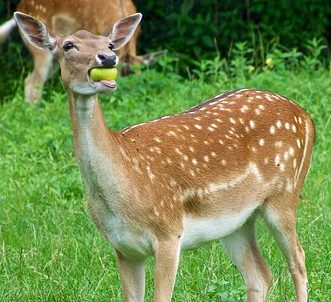 How to Attract Deer to Your Stand How to Attract Deer to Your Stand