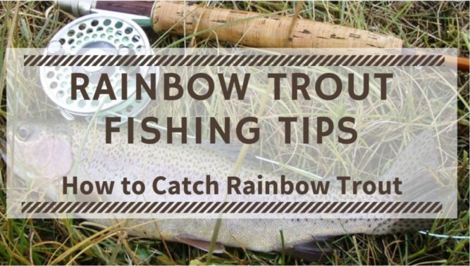 Rainbow Trout Fishing Tips